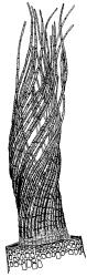 Gertrudiella torquata, peristome detail. Drawn from J.E. Beever 99-84b, CHR 611397.
 Image: R.D. Seppelt © R.D.Seppelt All rights reserved